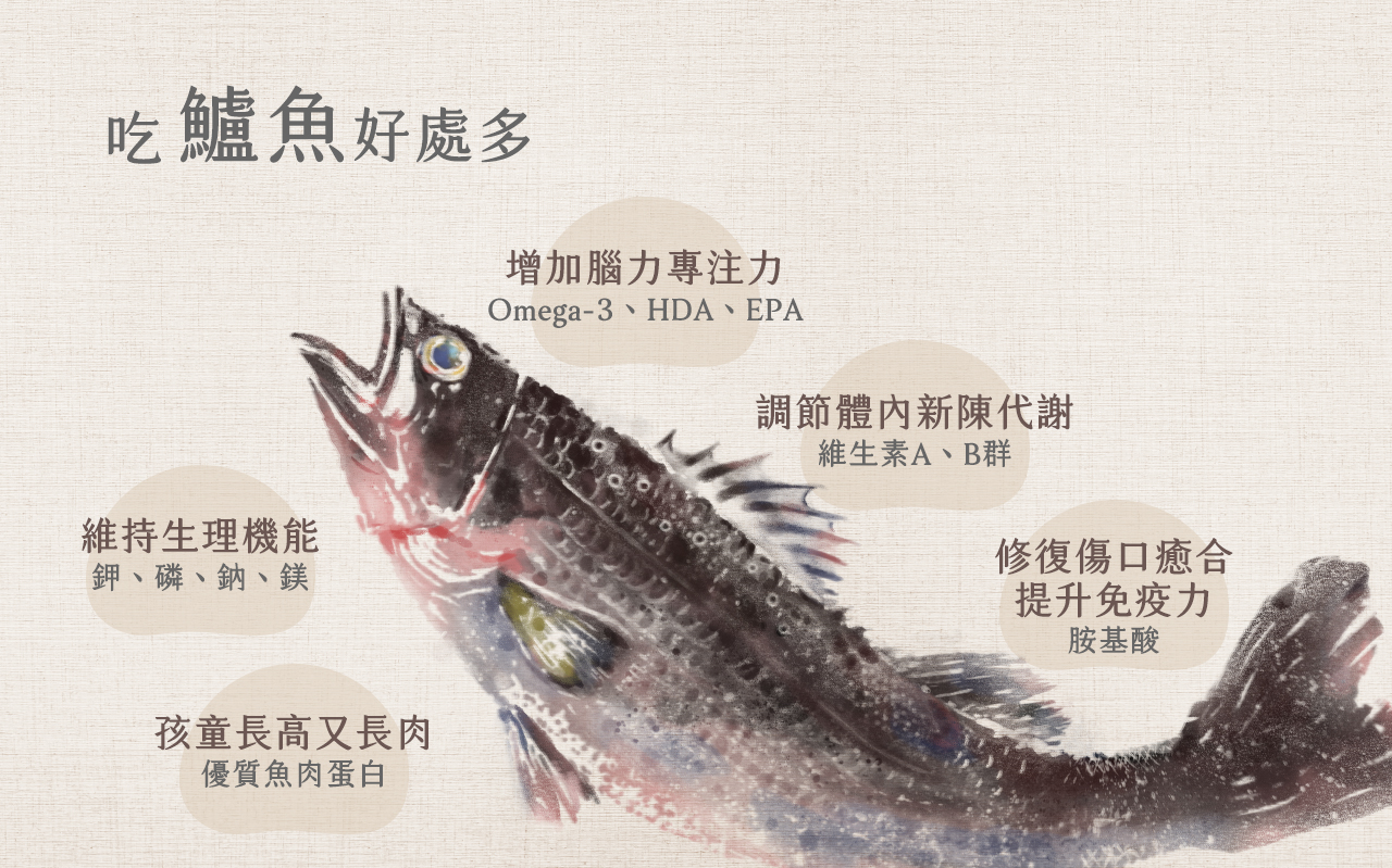 無刺鱸魚切片 內容圖 4